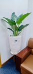 Cho Thuê Cây Xanh Văn Phòng Ngân Hàng Bảo Việt Chi Nhánh TP.HCM