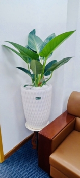 Cho Thuê Cây Xanh Văn Phòng Ngân Hàng Bảo Việt Chi Nhánh TP.HCM
