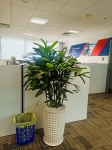 Cho Thuê Cây Xanh Văn Phòng Cho Capgemini Vietnam Tại TP.HCM