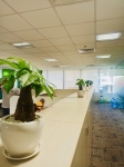 Cho Thuê Cây Xanh Văn Phòng Cho Capgemini Vietnam Tại TP.HCM