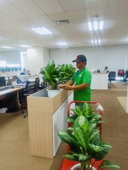 Cho Thuê Cây Xanh Văn Phòng Bao Nhiêu Tiền 1 Tháng?