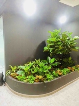 Cung Cấp Dịch Vụ Cho Thuê Cây Xanh Văn Phòng Công Ty Accelo, Phường Bến Thành, TP.HCM