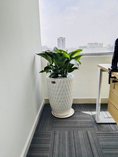 Cho Thuê Cây Xanh Cho Showroom – Nâng Tầm Thương Hiệu