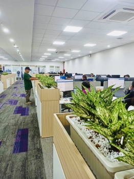 Cội Nguồn Xanh cung cấp dịch vụ cho thuê cây xanh văn phòng tại Công ty FedEx Express Phường Tân Sơn Nhất TP.HCM