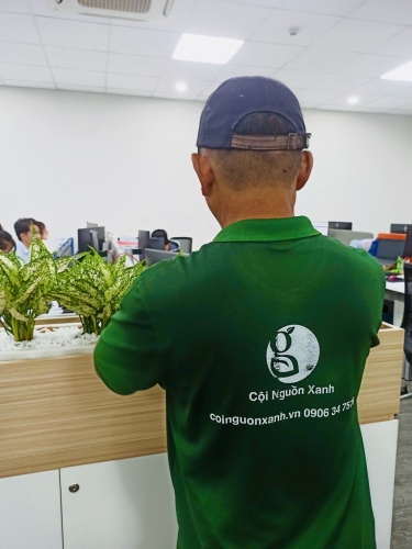 Cội Nguồn Xanh cung cấp dịch vụ cho thuê cây xanh văn phòng tại Công ty FedEx Express Phường Tân Sơn Nhất TP.HCM