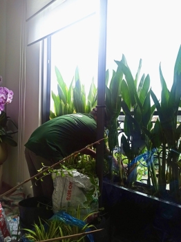 Cho thuê cây xanh văn phòng Công ty Phụng Sự Vẻ Đẹp Việt tại Phường An Khánh TP.HCM
