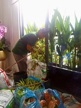 Cho thuê cây xanh văn phòng Công ty Phụng Sự Vẻ Đẹp Việt tại Phường An Khánh TP.HCM