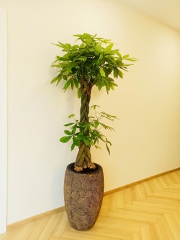 Cho thuê cây xanh văn phòng Công ty Phụng Sự Vẻ Đẹp Việt tại Phường An Khánh TP.HCM