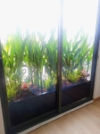 Cho thuê cây xanh văn phòng Công ty Phụng Sự Vẻ Đẹp Việt tại Phường An Khánh TP.HCM