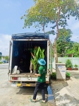 Cho thuê cây xanh văn phòng Công ty Phụng Sự Vẻ Đẹp Việt tại Phường An Khánh TP.HCM