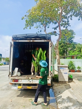Cho thuê cây xanh văn phòng Công ty Phụng Sự Vẻ Đẹp Việt tại Phường An Khánh TP.HCM