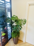 Cho thuê cây xanh văn phòng Công ty Phụng Sự Vẻ Đẹp Việt tại Phường An Khánh TP.HCM