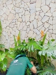 Cho thuê cây xanh văn phòng Công ty Phụng Sự Vẻ Đẹp Việt tại Phường An Khánh TP.HCM
