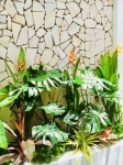 Cho thuê cây xanh văn phòng Công ty Phụng Sự Vẻ Đẹp Việt tại Phường An Khánh TP.HCM