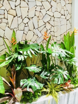 Cho thuê cây xanh văn phòng Công ty Phụng Sự Vẻ Đẹp Việt tại Phường An Khánh TP.HCM