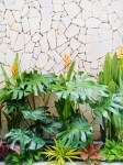 Cho thuê cây xanh văn phòng Công ty Phụng Sự Vẻ Đẹp Việt tại Phường An Khánh TP.HCM