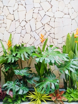 Cho thuê cây xanh văn phòng Công ty Phụng Sự Vẻ Đẹp Việt tại Phường An Khánh TP.HCM