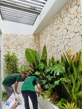Cho thuê cây xanh văn phòng Công ty Phụng Sự Vẻ Đẹp Việt tại Phường An Khánh TP.HCM