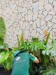 Cho thuê cây xanh văn phòng Công ty Phụng Sự Vẻ Đẹp Việt tại Phường An Khánh TP.HCM