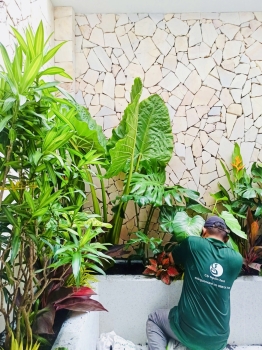 Cho thuê cây xanh văn phòng Công ty Phụng Sự Vẻ Đẹp Việt tại Phường An Khánh TP.HCM