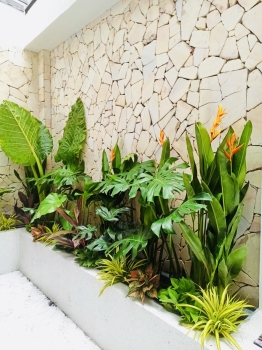 Cho thuê cây xanh văn phòng Công ty Phụng Sự Vẻ Đẹp Việt tại Phường An Khánh TP.HCM