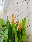 Cho thuê cây xanh văn phòng Công ty Phụng Sự Vẻ Đẹp Việt tại Phường An Khánh TP.HCM