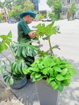 Cho thuê cây xanh văn phòng Công ty Phụng Sự Vẻ Đẹp Việt tại Phường An Khánh TP.HCM