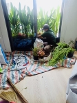 Cho thuê cây xanh văn phòng Công ty Phụng Sự Vẻ Đẹp Việt tại Phường An Khánh TP.HCM