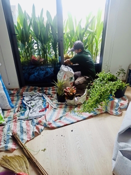 Cho thuê cây xanh văn phòng Công ty Phụng Sự Vẻ Đẹp Việt tại Phường An Khánh TP.HCM