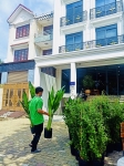 Cho thuê cây xanh văn phòng Công ty Phụng Sự Vẻ Đẹp Việt tại Phường An Khánh TP.HCM