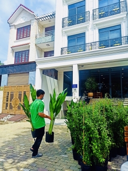 Cho thuê cây xanh văn phòng Công ty Phụng Sự Vẻ Đẹp Việt tại Phường An Khánh TP.HCM