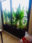 Cho thuê cây xanh văn phòng Công ty Phụng Sự Vẻ Đẹp Việt tại Phường An Khánh TP.HCM