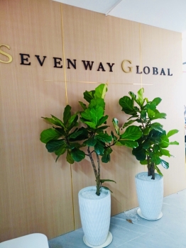Cội Nguồn Xanh cung cấp dịch vụ cho thuê cây xanh văn phòng Công ty Seven Way tại Phường An Khánh TP.HCM