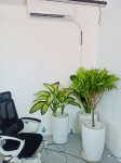 Cội Nguồn Xanh cung cấp dịch vụ cho thuê cây xanh văn phòng Công ty Seven Way tại Phường An Khánh TP.HCM