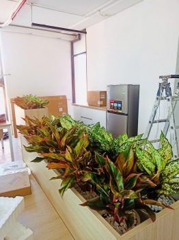 Cội Nguồn Xanh cung cấp dịch vụ cho thuê cây xanh văn phòng Công ty Seven Way tại Phường An Khánh TP.HCM