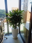 Cội Nguồn Xanh cung cấp dịch vụ cho thuê cây xanh văn phòng Công ty Seven Way tại Phường An Khánh TP.HCM