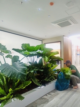 Cho thuê cây xanh văn phòng Công ty Ying Ying tại Phường Khánh Hội TP.HCM