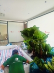 Cho thuê cây xanh văn phòng Công ty Ying Ying tại Phường Khánh Hội TP.HCM