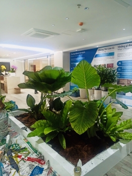Cho thuê cây xanh văn phòng Công ty Ying Ying tại Phường Khánh Hội TP.HCM