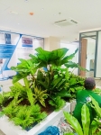 Cho thuê cây xanh văn phòng Công ty Ying Ying tại Phường Khánh Hội TP.HCM