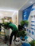 Cho thuê cây xanh văn phòng Công ty Ying Ying tại Phường Khánh Hội TP.HCM