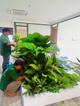 Cho thuê cây xanh văn phòng Công ty Ying Ying tại Phường Khánh Hội TP.HCM