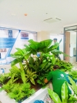 Cho thuê cây xanh văn phòng Công ty Ying Ying tại Phường Khánh Hội TP.HCM
