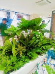 Cho thuê cây xanh văn phòng Công ty Ying Ying tại Phường Khánh Hội TP.HCM