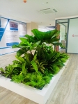 Cho thuê cây xanh văn phòng Công ty Ying Ying tại Phường Khánh Hội TP.HCM