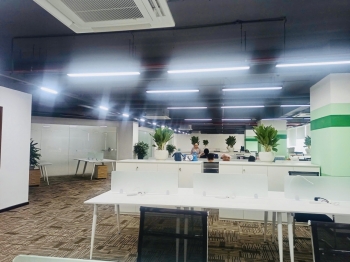 Cho thuê cây xanh văn phòng Công ty Ying Ying tại Phường Khánh Hội TP.HCM