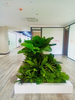 Cho thuê cây xanh văn phòng Công ty Ying Ying tại Phường Khánh Hội TP.HCM