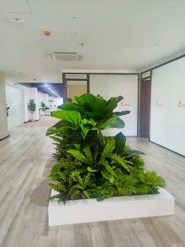 Cho thuê cây xanh văn phòng Công ty Ying Ying tại Phường Khánh Hội TP.HCM