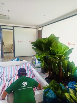 Cho thuê cây xanh văn phòng Công ty Ying Ying tại Phường Khánh Hội TP.HCM