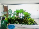 Cho thuê cây xanh văn phòng Công ty Ying Ying tại Phường Khánh Hội TP.HCM